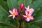 Frangipani Tropical Spa Flower. Plumeria flower on plant