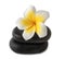 Frangipani on zen pebbles