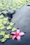 Frangipanni flower in pond