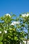 Frangipanni species plumeria plumeria flowering