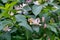 Frangula alnus flowering bush, blooming white flower close up detail, dark green leaves blurry background