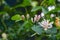Frangula alnus flowering bush, blooming white flower close up detail, dark green leaves blurry background