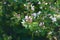 Frangula alnus flowering bush, blooming white flower close up detail, dark green leaves blurry background