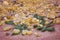 Frankincense Boswellia Papyrifera, resin and leaves, Incense f