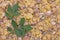 Frankincense Boswellia Papyrifera, resin and leaves, Incense f