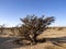 Frankincense shrub, Boswellia sacra, Wadi Dawkah, Oman