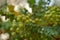 Frankincense tree leaves & fruits Oman