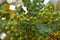 Frankincense tree leaves & fruits Oman