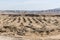 Frankincense tree plants plantage agriculture growing desert near Salalah Oman 4