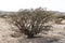 Frankincense tree plants plantage agriculture growing desert near Salalah Oman 4