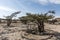 Frankincense tree plants plantage agriculture growing desert near Salalah Oman