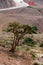 The frankincense trees of Wadi Dawkah, Oman