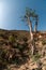 The frankincense trees of Wadi Dawkah, Oman