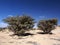 Frankincense trees, Wadi Dawkah, Oman