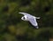 A Franklin\\\'s dove flying above White Rock Lake in Dallas, Texas.