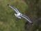 A Franklin\\\'s dove flying above White Rock Lake in Dallas, Texas.