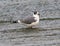 A Franklin\\\'s dove standing in shallow water near the spillway of White Rock Lake in Dallas, Texas.
