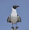 Franklin\'s Gull