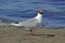 Franklin\'s gull bird on the sandy beach