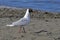 Franklin\'s gull bird on the sandy beach