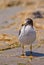 Franklin\'s Gull close-up