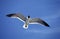 Franklin`s Gull, larus pipixcan, Adult in Flight against Blue Sky