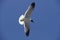 Franklin`s Gull, larus pipixcan, Adult in Flight, California