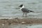 Franklin`s Gull - Leucophaeus pipixcan