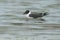 Franklin`s Gull - Leucophaeus pipixcan