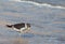 Franklin\'s Gull at shore