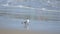 Franklin`s Gull walking alone on the beach. Scientific name: Larus pipixcan