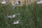 Franklin`s gulls flying in coastal wetland