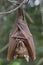 Franquet\'s epauletted fruit bat (Epomops franqueti) hanging in a tree.