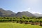 Franschhoek Cape French wine vineyards south afric