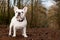 Franse buldog standing in the forest