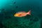 Frantic redfish