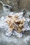 Frappe - typical Italian carnival fritters