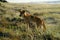 Fraser island australia dingo