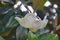 Fraser Magnolia Tree Flower
