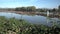 Fraser River Log Boom