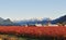 Fraser valley Blueberry farm in Winter