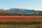 Fraser Valley Blueberry Field and Golden Ears Mountain