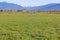 Fraser Valley Grazing Land and Northshore Mountains