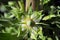 Frasera speciosa, Monument Plant, Green Gentian, Elkweed