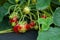 Frash bright strawberries in a summer garden. Shallow depth of field. Selective focus