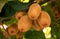 Frash kiwi Actinidia chinensis on a tree with branches and leaves.