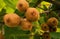 Frash kiwi Actinidia chinensis on a tree with branches and leaves.