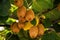 Frash kiwi Actinidia chinensis on a tree with branches and leaves.