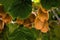 Frash kiwi Actinidia chinensis on a tree with branches and leaves.