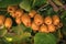 Frash kiwi Actinidia chinensis on a tree with branches and leaves.